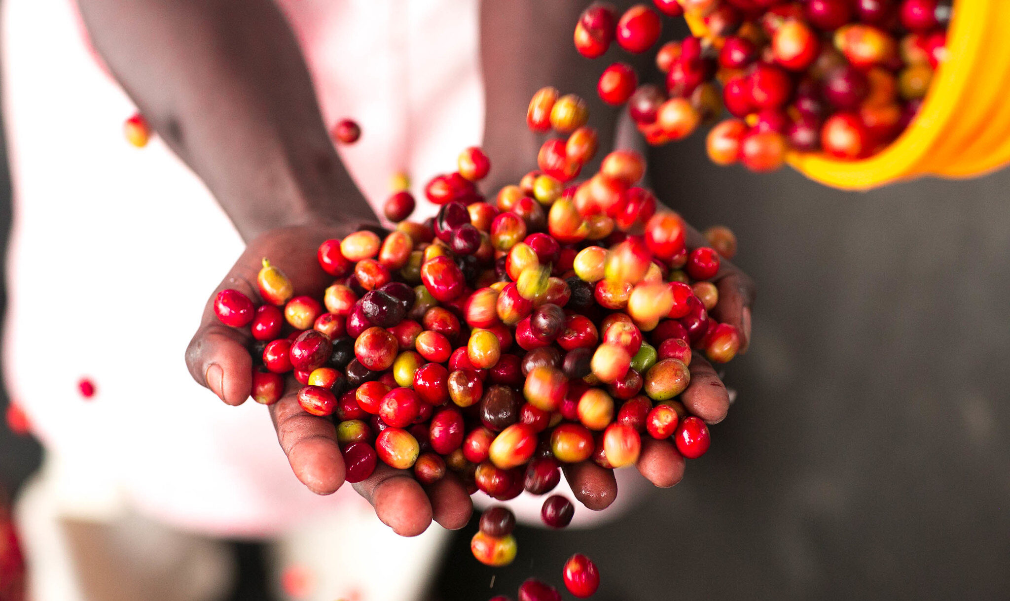 Pouring coffee cherries