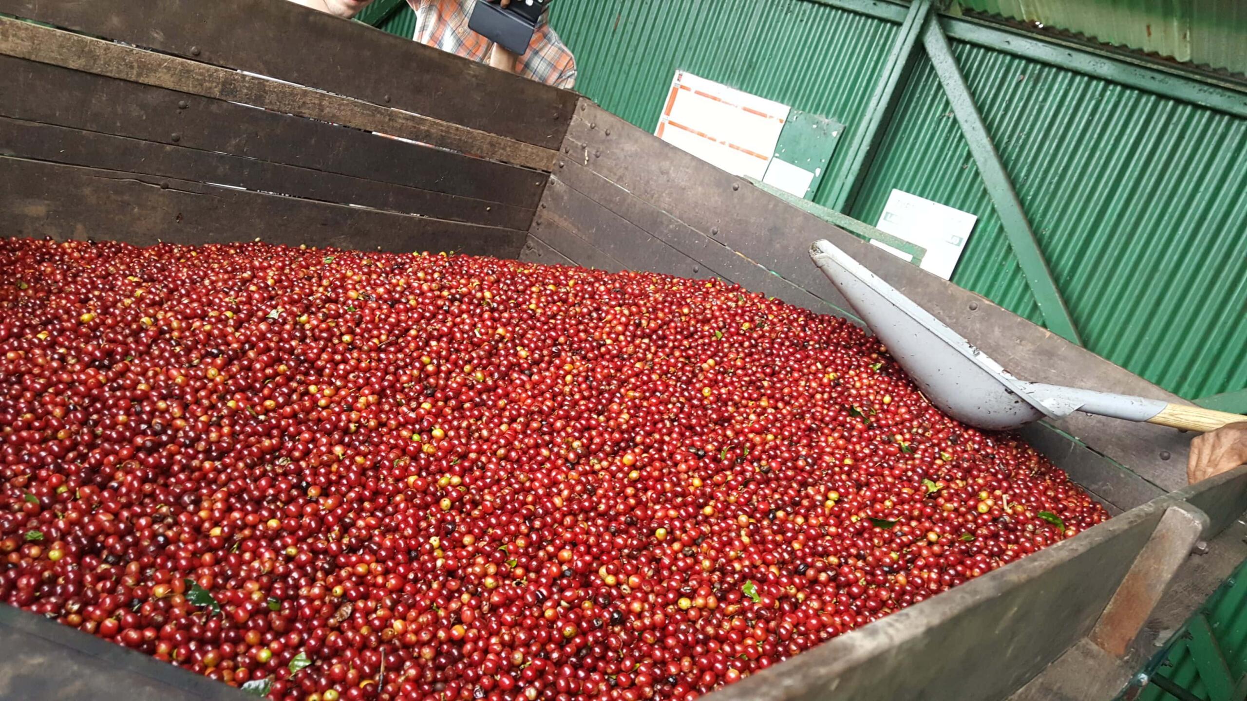 Cherries contain Robusta coffee beans