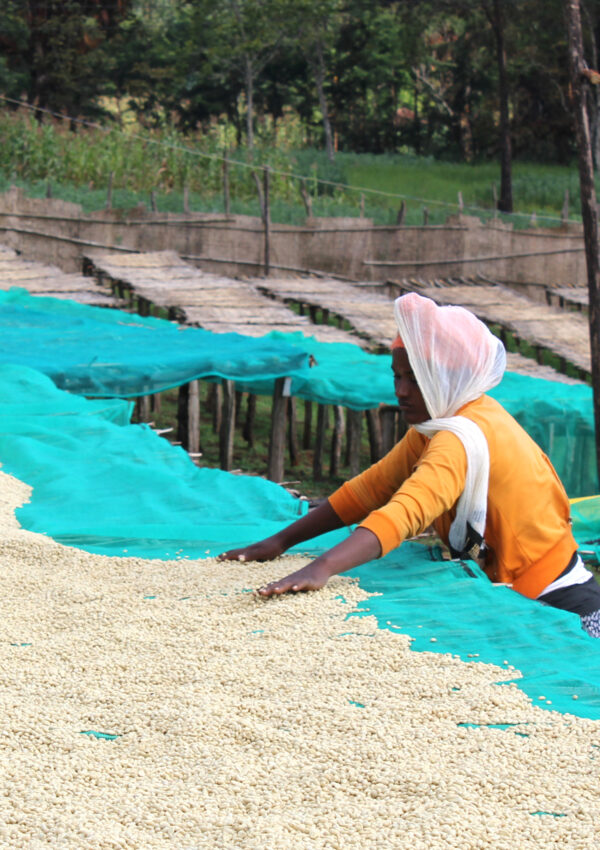 Ethiopian coffee farmer sorting green coffee by hand