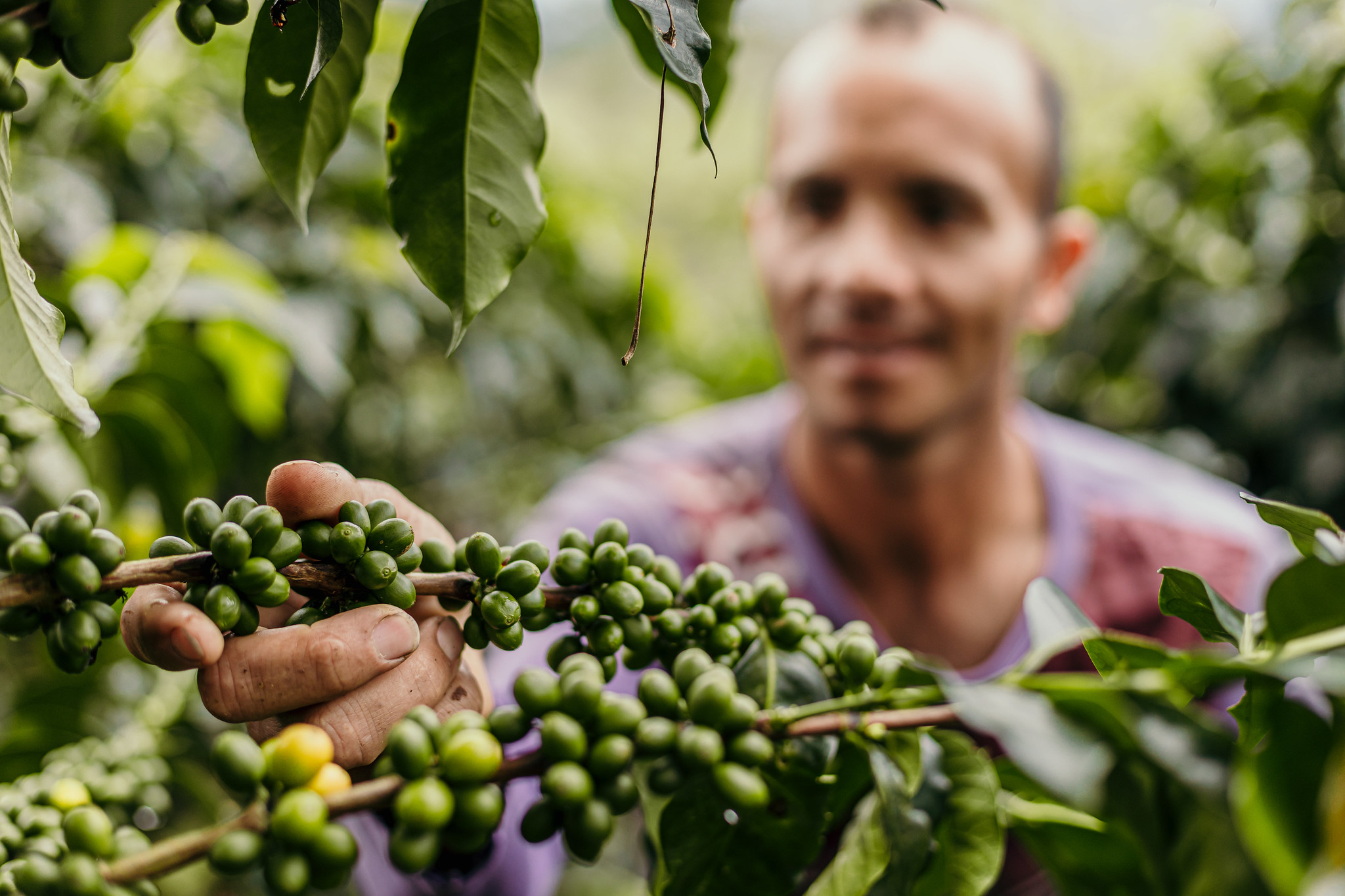 Coffee cherries on branch
