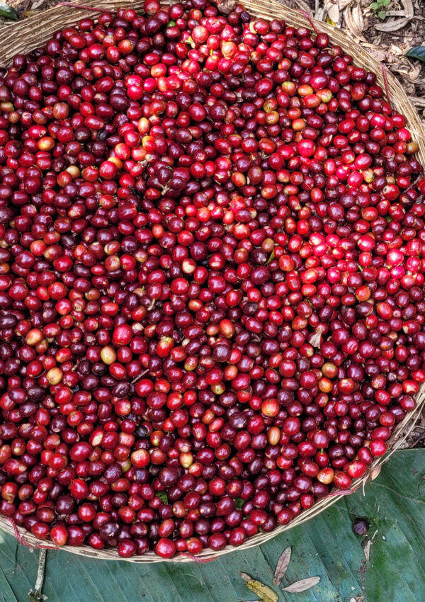 Ethiopian coffee cherries