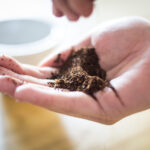 Hand holding ground coffee