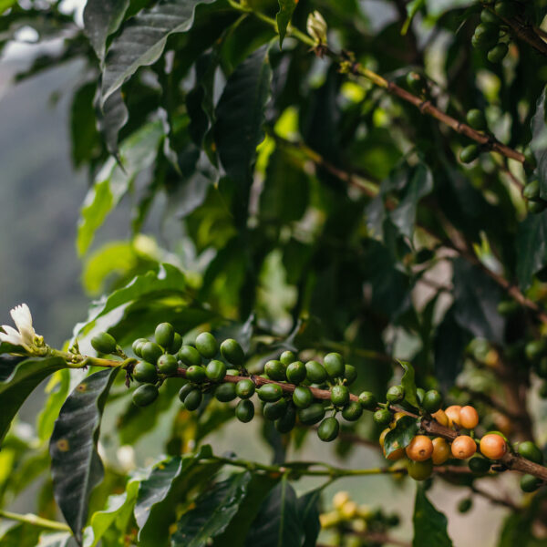 Coffee Cherries