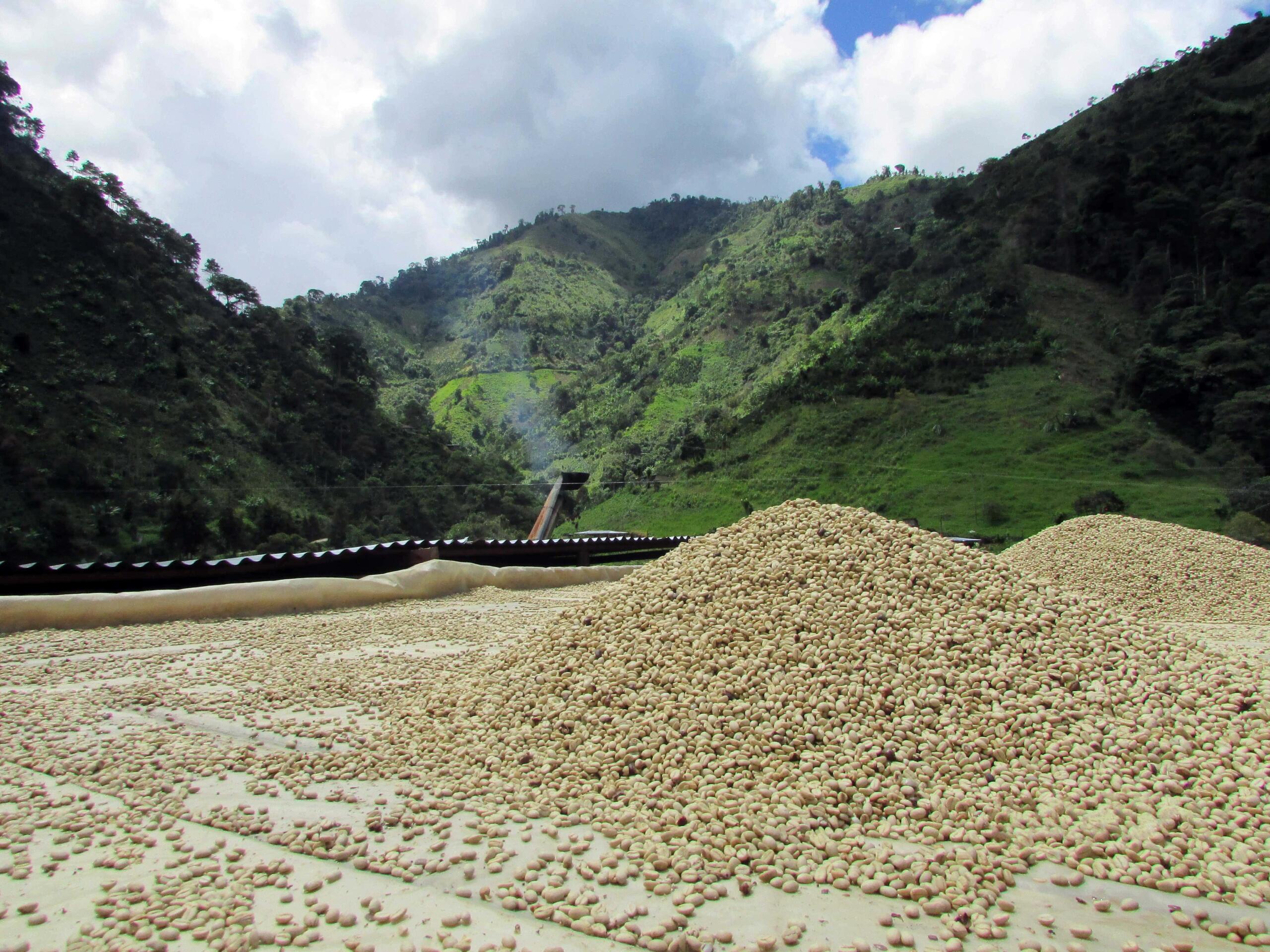 green coffee in piles to be processed