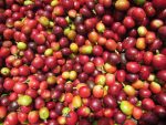coffee cherries