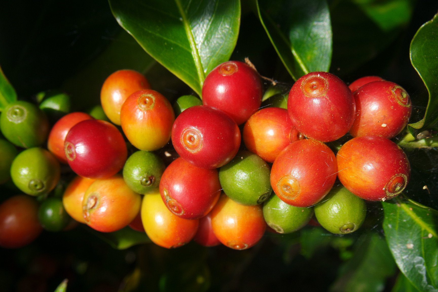 Ripe coffee cherries