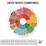 SCA coffee taster's flavour wheel