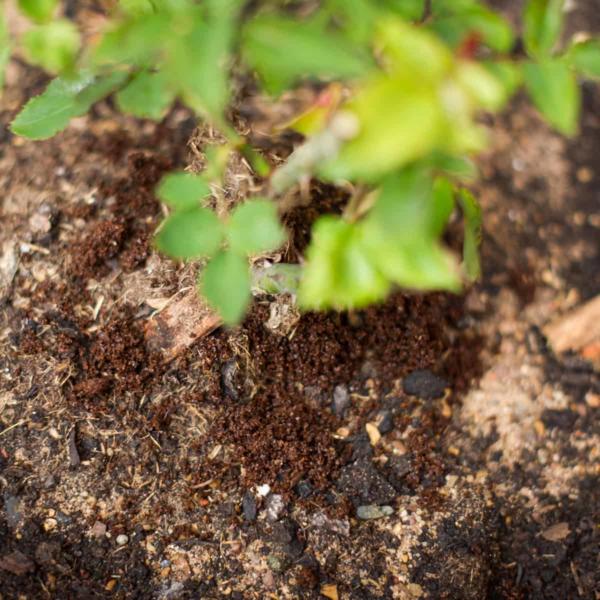 coffee ground on plants in the garden