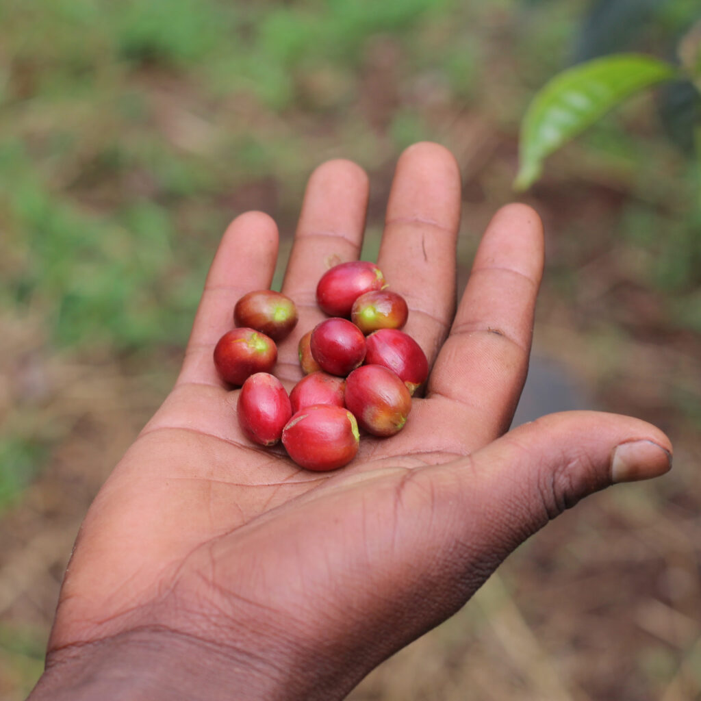 Hand holding coffee cherries