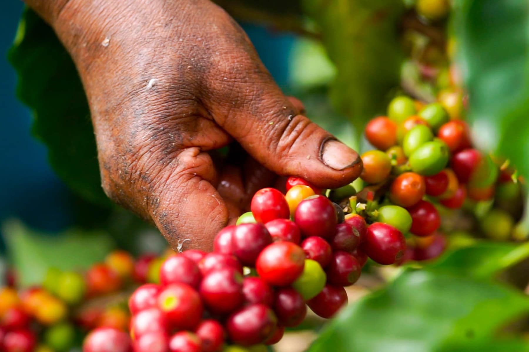 The cherries that contain Arabica coffee beans