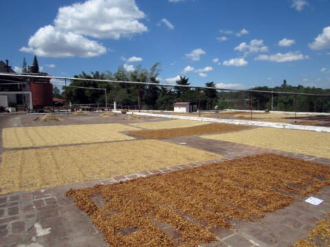 washed and natural process coffee beans laying out on the ground 