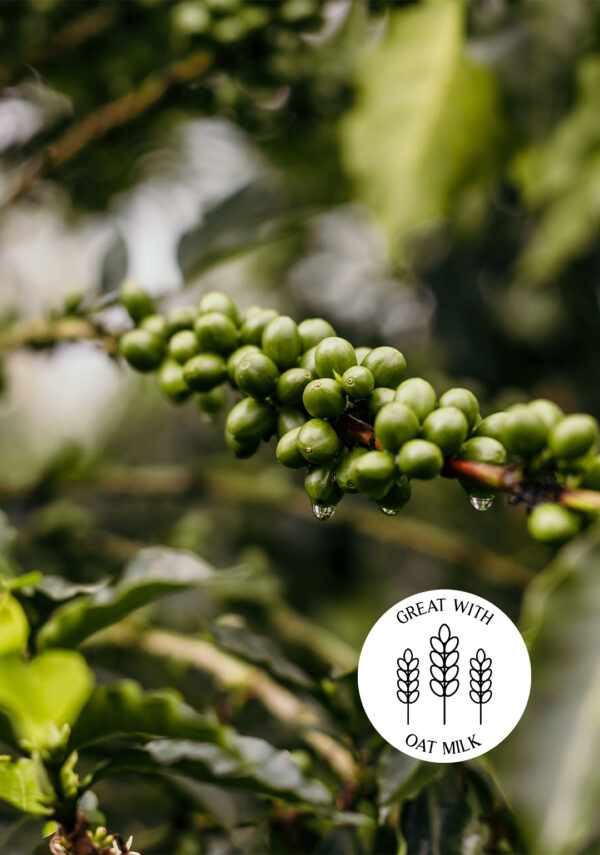 Picture of coffee cherries with oat milk badge