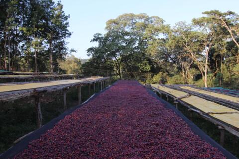 Red coffee cherries drying on a patio 