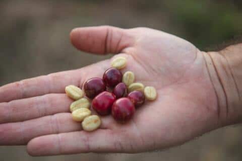 farmer holding coffee cherries and green coffee beans