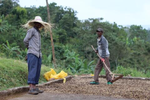 Coffee growers turning natural process coffees with rakes