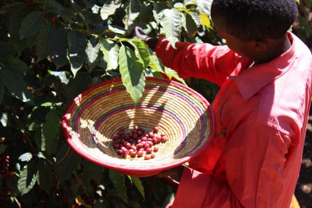 Coffee grower hand-picking coffee cherries 