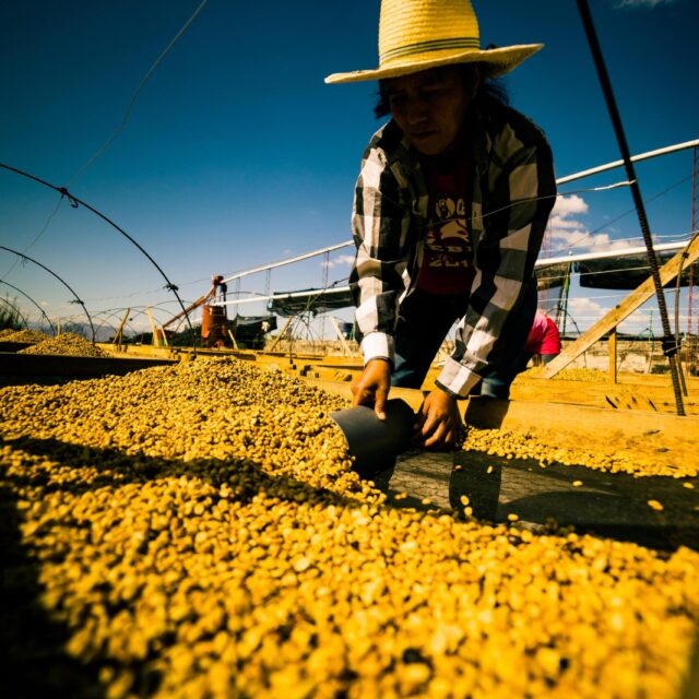 El Salvador coffee worker