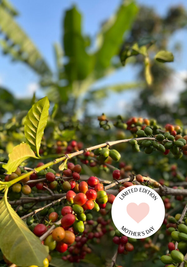 Shikankoni Hill, Burundi