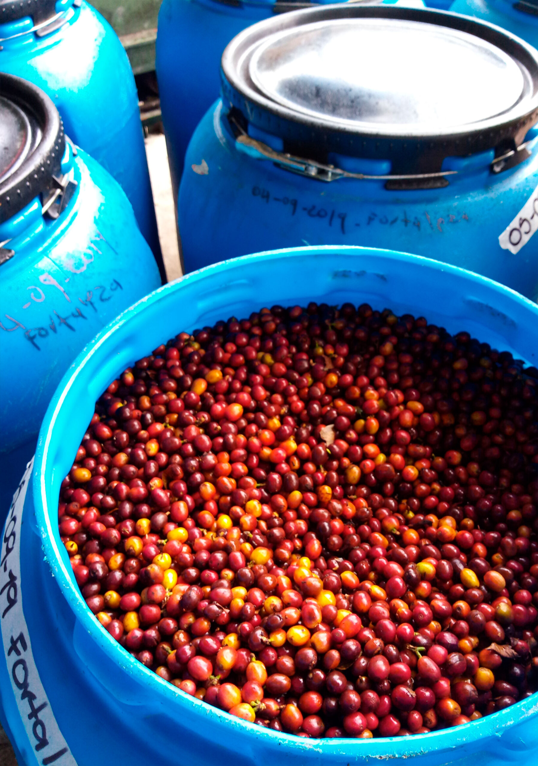 coffee cherries waiting to be processed