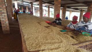 Workers hand-sorting coffee beans in Rwanda 