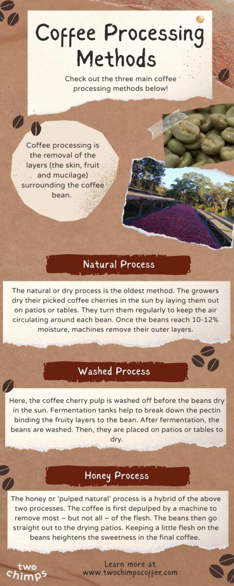 Coffee processing methods infographic 
