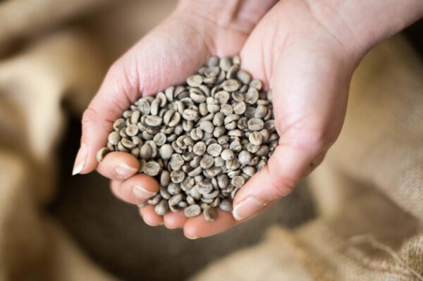 hand full of green coffee