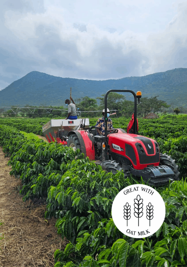 Buffa Lo coffee goes great with oat milk