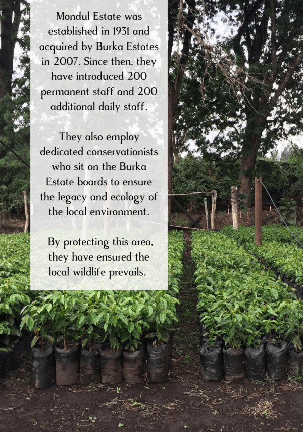 Information on Mondul Estate with coffee plants in the background