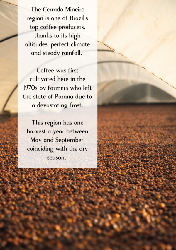 Information about Brazilian coffee