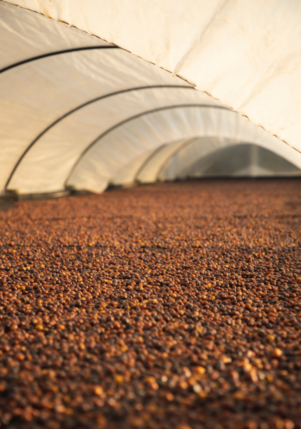 Coffee cherries fermenting