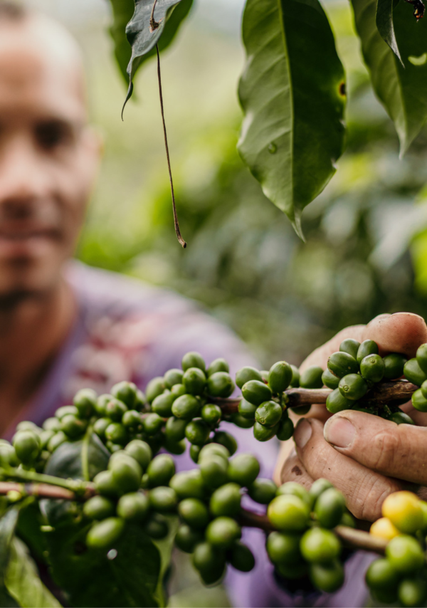 Picking coffee cherries